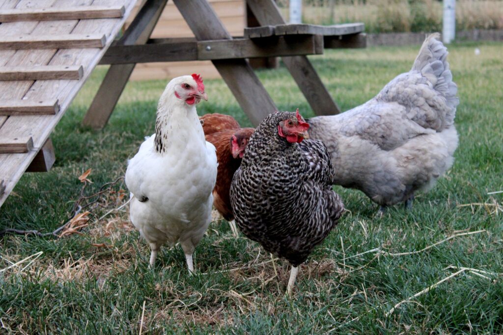 Poultry