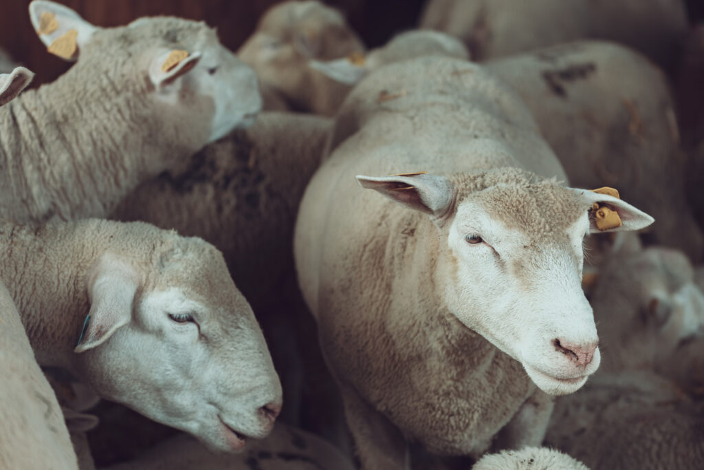 Sheep